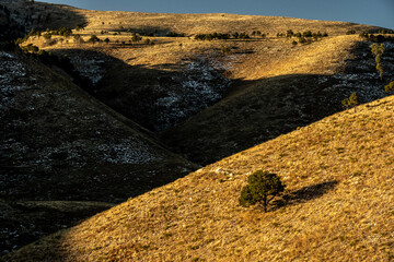 Poster - Single Tree And Crossing Valley