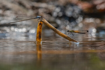 Wall Mural - blue damselfly Pseudagrion pruinosum and yellow damselfly or dakocan libellago lineata together on a dried leaf, over riverside with natural bokeh background