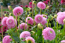 Soft Pink Pompon Ball Dahlia 'Eye Candy' In Flower.