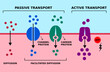 Passive and active cell membrane transport. Diffusion, facilitated diffusion, protein transport with ATP. High low, low high concentration gradient. Channel and carrier proteins. Vector illustration.