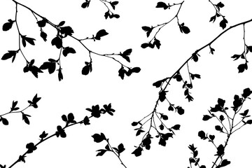 Wall Mural - black silhouette of young branches with leaves on white background. overlay effect to create shadows