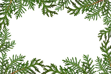 Wall Mural - botanical frame of green thuja branches isolated on a white background.