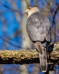 Cooper's Hawk