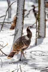 Wall Mural - Wild eastern turkey female (Meleagris gallopavo) walking through snow in Wisconsin