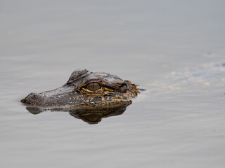 Wall Mural - Close Up of the Head of a Young American Alligator Swimming in the Wild in Gray-Colored Water