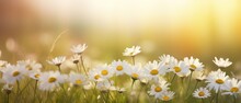 A Daisy Background With Blur And Bright White Flowers