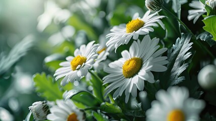 Poster - A beautiful bunch of white flowers with vibrant yellow centers. Perfect for adding a touch of elegance and freshness to any project