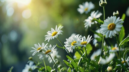 Poster - A beautiful bunch of white flowers with vibrant yellow centers. Perfect for adding a touch of elegance and freshness to any project or design