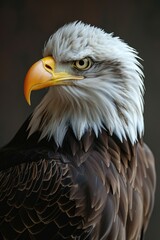 Poster - A detailed close-up view of a bald eagle's head, showcasing its majestic features. This image can be used for educational purposes or in wildlife-themed projects
