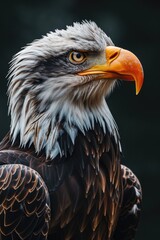 Aufkleber - A detailed close-up image of a bird of prey. Perfect for nature enthusiasts and wildlife photographers