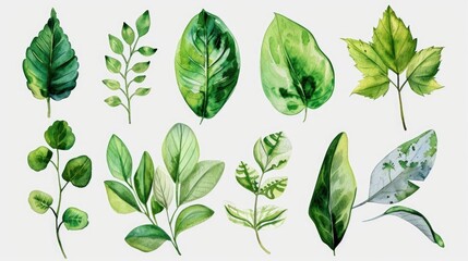 Poster - A collection of fresh green leaves placed on a clean white background. Suitable for various design projects and nature-themed concepts