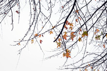 Autumn Leaves On A Branch