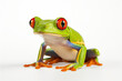Isolated exotic macro wildlife tropical closeup green amphibian nature white animal frog