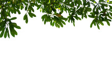Image Of A Branch With Leaves Of A Large Tree On A Transparent Background Png File.