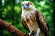 A Philippine Eagle perching on a branch in its natural rainforest habitat