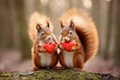 Pair of cute squirrels holding red hearts in forest