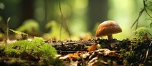 Brown Bolete In Forest With Artistic Bokeh Using Special Lens.