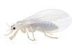 Combatting Whitefly Infestation Strategies for Gardeners on White or PNG Transparent Background
