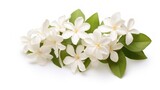 Closeup white jasmine flower on white background. AI generated