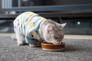 Wall Mural - American Shorthair eating with clothes on