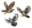 A set of Rock Partridges flying on a transparent background
