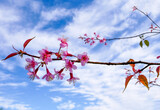 Fototapeta  - Pink cherry blossom branch on blue sky