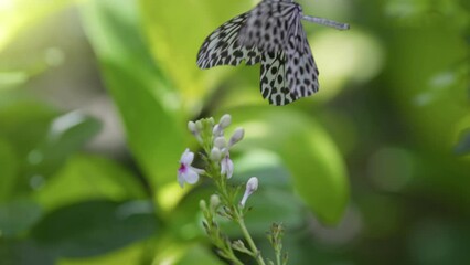 Aufkleber - Big black and white butterfly on flower with green defocused background. Macro shot of exotic huge butterfly collect nectar and fly away. Slow motion UHD high quality shot
