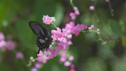 Aufkleber - Large black tropical butterfly collects nectar flying around pink flowers. Slow motion shot of butterfly in wild nature
