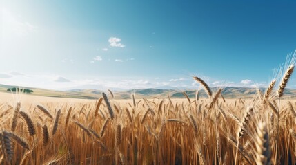 Poster - A picturesque rural landscape highlighting the vastness of mature wheat fields ready for harvest under a clear blue sky.. Generative  AI 