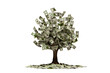 Money tree with dollars instead of leaves isolated on cut out PNG or transparent background. Concept of financial growth, passive income, dividends. Business growth is like tree growing leaves.
