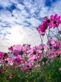 Fototapeta  - Bottom up view of pink cosmos flower in morning with sun and blue sky