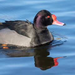 Aufkleber - A close up half length portrait of a rosy-billed pochard with reflection in the water