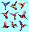 collection d'oiseaux exotiques colibris colorés isolés sur fond bleu