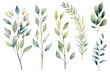 Timelessly Beautiful Retro Watercolor Branch Set: Stunning Botanical Illustrations