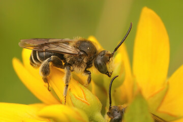 Wall Mural - Closeup of a male yellow loosestrife bee, Macropis europaea on a flower of it's host plant Lysimachia vulgaris