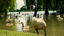 Canada Geese Are Grazing On The Grass In The Pond