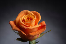 An Orange Rose Is Shown On A Dark Background, With A Soft Focus Effect