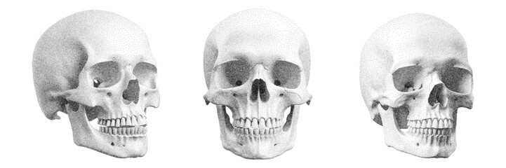 Skull with halftone stipple effect, for grunge punk y2k collage design. Pop art style dotted skeleton head. Vector illustration for vintage emo gothic art banner, rock music poster, album cover