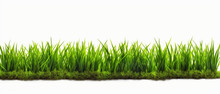 Green Grass Isolated On A White Background. , 3 .