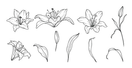 Poster - Lily Line Drawing. Black and white Floral Bouquets. Flower Coloring Page. Floral Line Art. Fine Line Lilies illustration. Hand Drawn flowers. Botanical Coloring. Wedding invitation flowers