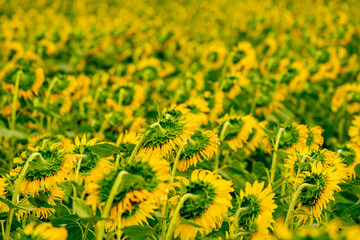 Wall Mural - Sunflower in flower garden on hill of countryside 