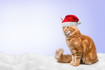 Wall Mural - New Year card. Cute cat in Santa hat