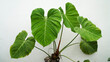 Philodendron el chocored
