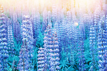 Wall Mural - lupinus field flowers. lupin in meadow. landscape.
