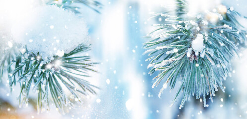 Wall Mural - Greeting card. Snow covered fir branch on a winter background.