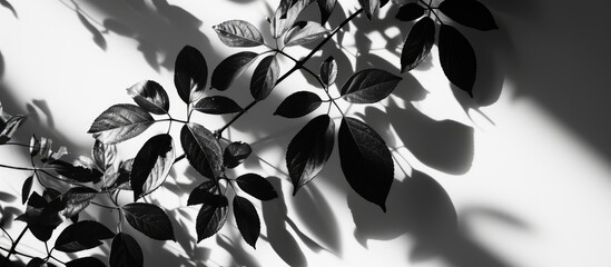 Poster - Monochrome shadows of plant leaves on white backdrop. Black and white shadow isolated for design and art. Overlay effect for photo.