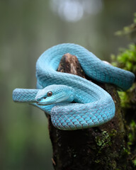 Wall Mural - rimeresurus insularis is a subspecies of pit viper native to indonesia. this small animal, which rea