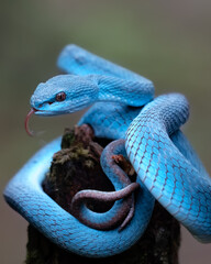 Wall Mural - rimeresurus insularis is a subspecies of pit viper native to indonesia. this small animal, which rea