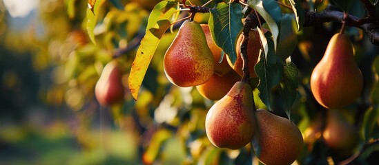 Poster - Fruit hanging from a pear tree.