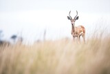 Fototapeta Sawanna - gazelle in an elevated position over grassland hill
